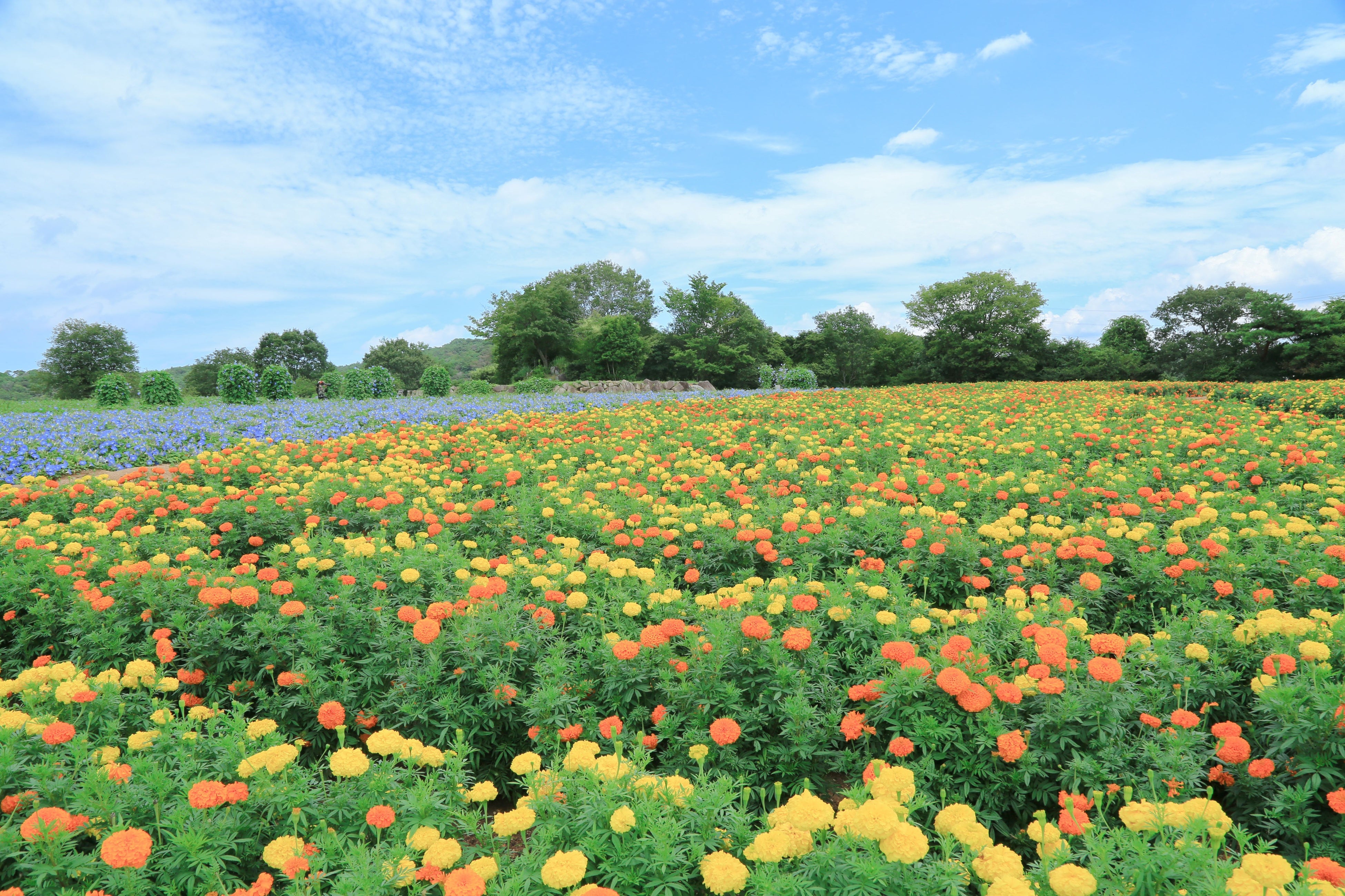 お好きなマリーゴールドを選んで花束を作ってみよう
