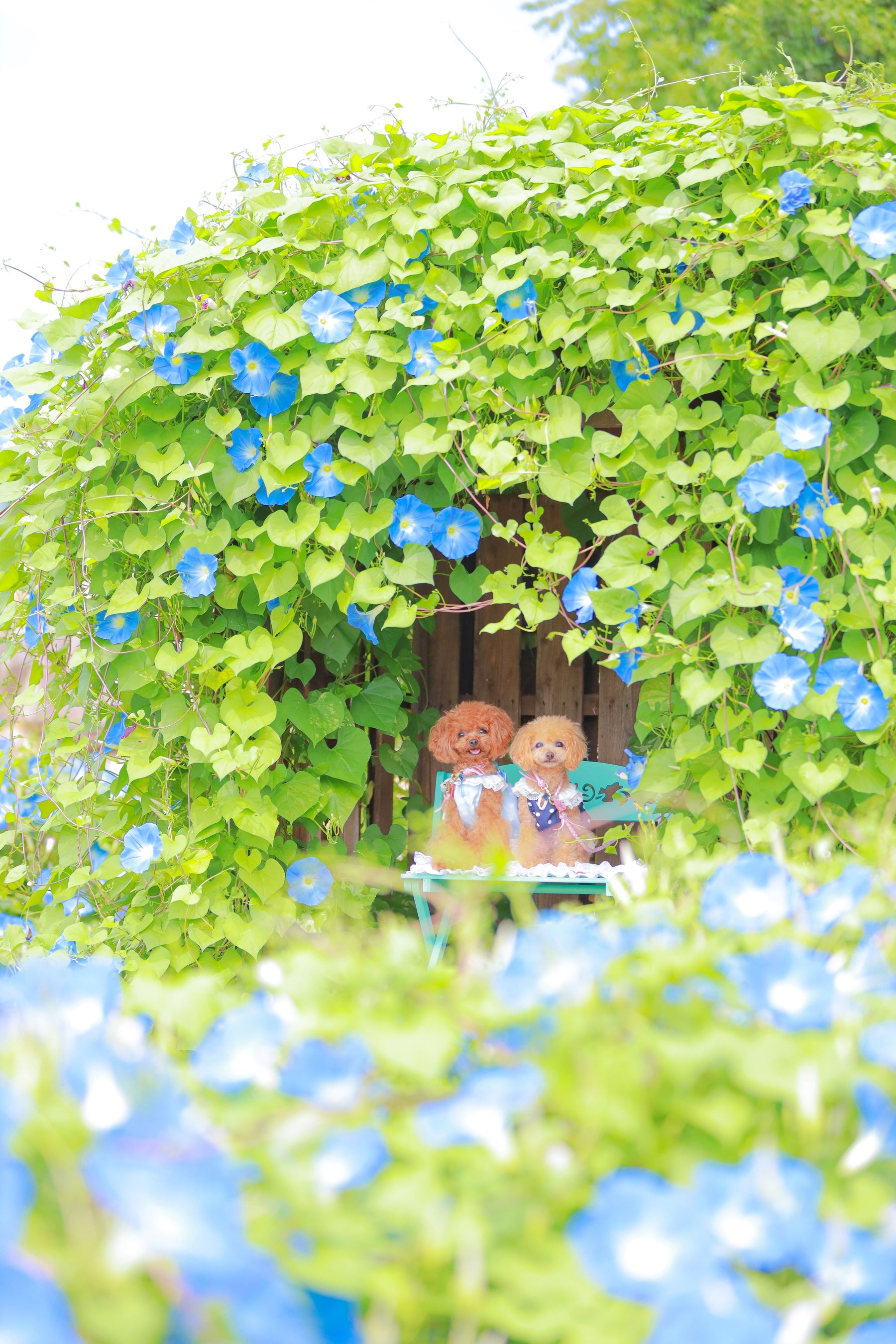 花に包まれるとっておきの一枚を