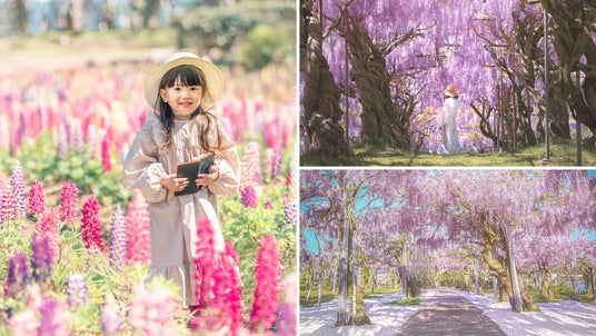 【広島/世羅】ゴールデンウィークはせらふじ園へ ふじとルピナスまつり《せらふじ園》 【広島/世羅】ゴールデンウィークはせらふじ園へ ふじとルピナスまつり《せらふじ園》