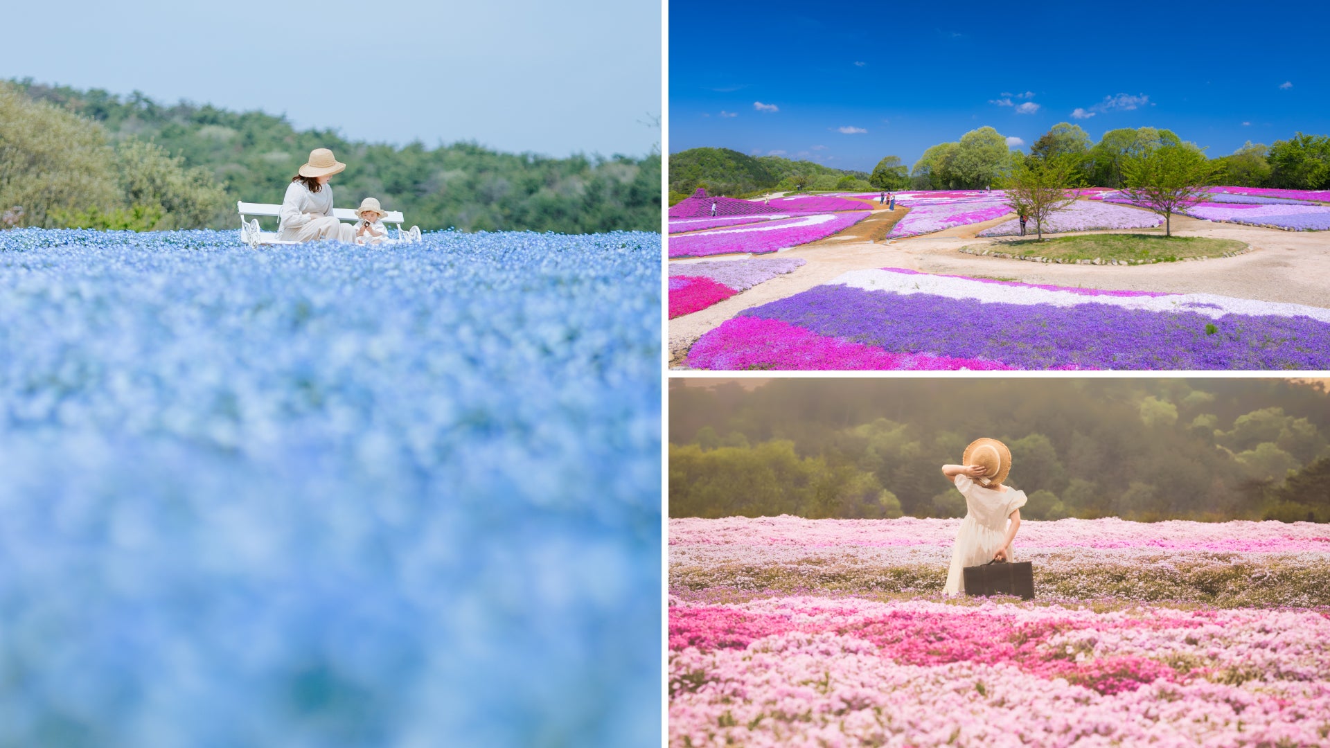 広島/世羅】ネモフィラが見ごろを迎えています 芝桜とネモフィラの丘 広島/世羅】ネモフィラが見ごろを迎えています 芝桜とネモフィラの丘