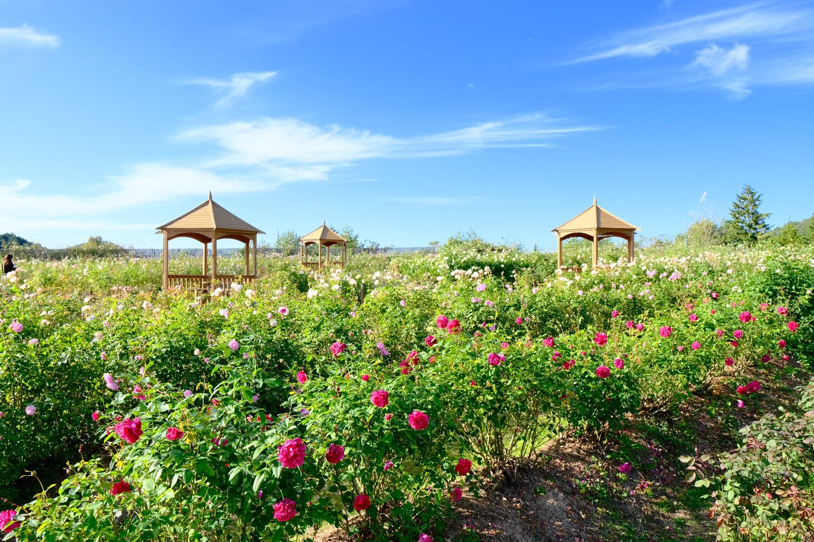 次々と異なるばらが目に入るエリア