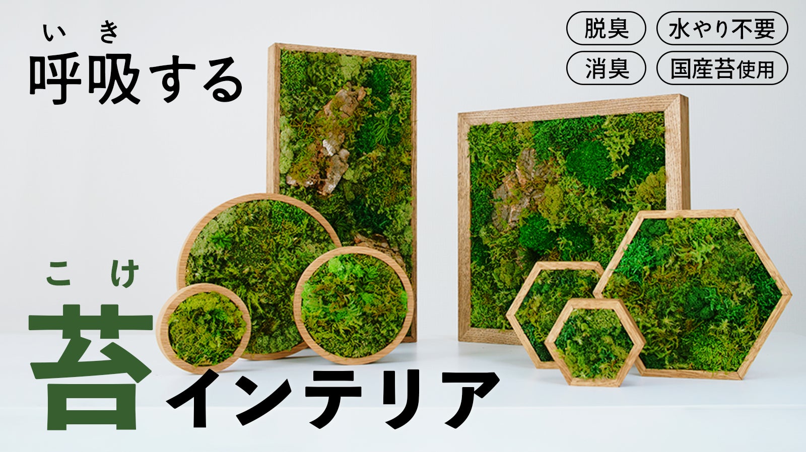Makuakeにて開始わずか5分で目標達成!植物のインテリア革命。絵画や Makuakeにて開始わずか5分で目標達成!植物のインテリア革命。絵画や