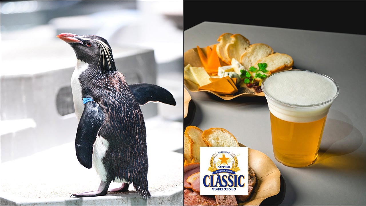 【キタイワトビペンギン「サッポロ」と「サッポロ クラシック」】