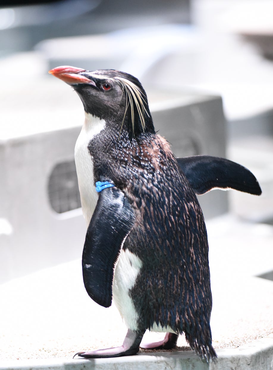 【「サッポロ」と名付けられた     青・青のバンドのペンギン】