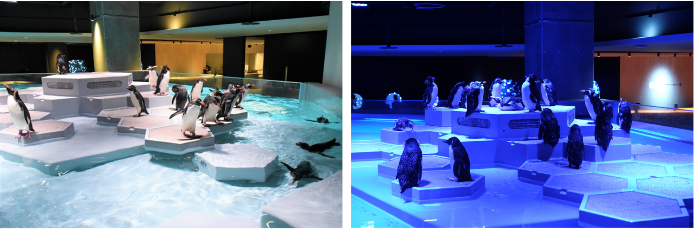 【左：「ワンダータイム」時のPENGUINS、右：「ムーンライトアクアリウム」中のPENGUINS】