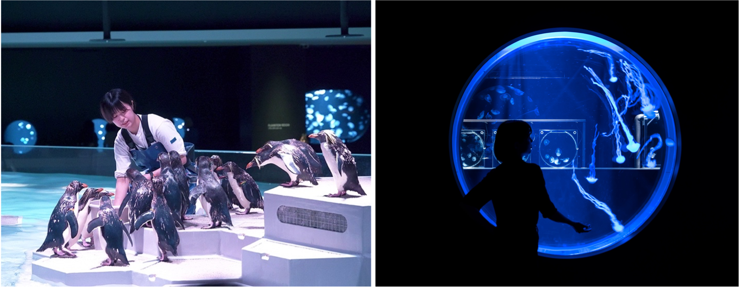 【昼と夜で異なる雰囲気を楽しめる館内（左：昼のPENGUINS　右：夜のPLANKTON ROOM】