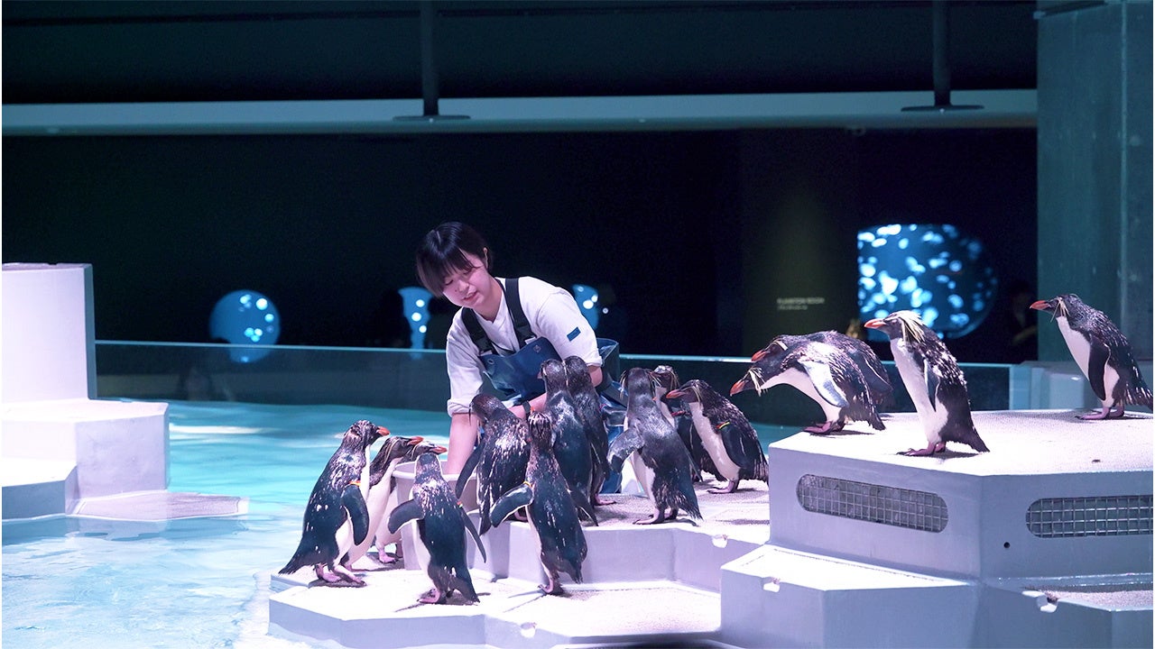 【キタイワトビペンギンの食事】