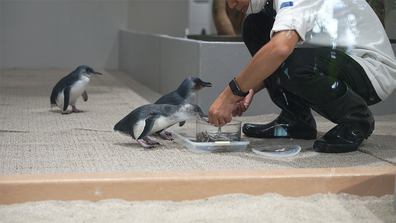 【フェアリーペンギンの食事】