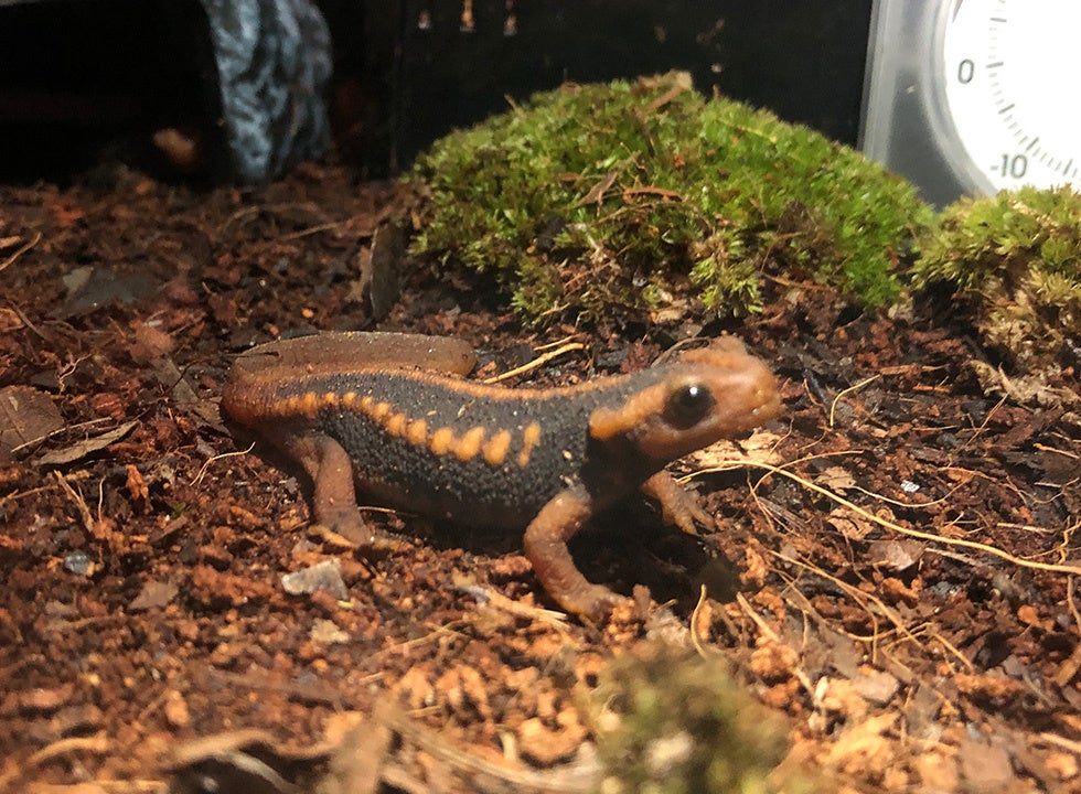 【ミナミイボイモリ】 】