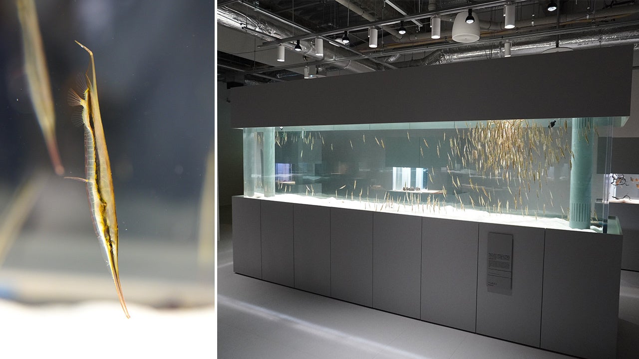 【左：ヘコアユ、右：国内最大のヘコアユ水槽】