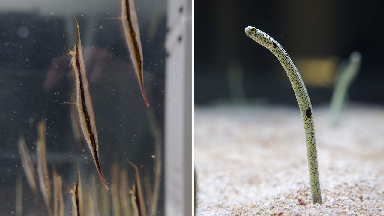 【ヘコアユ（左）とチンアナゴ（右）】