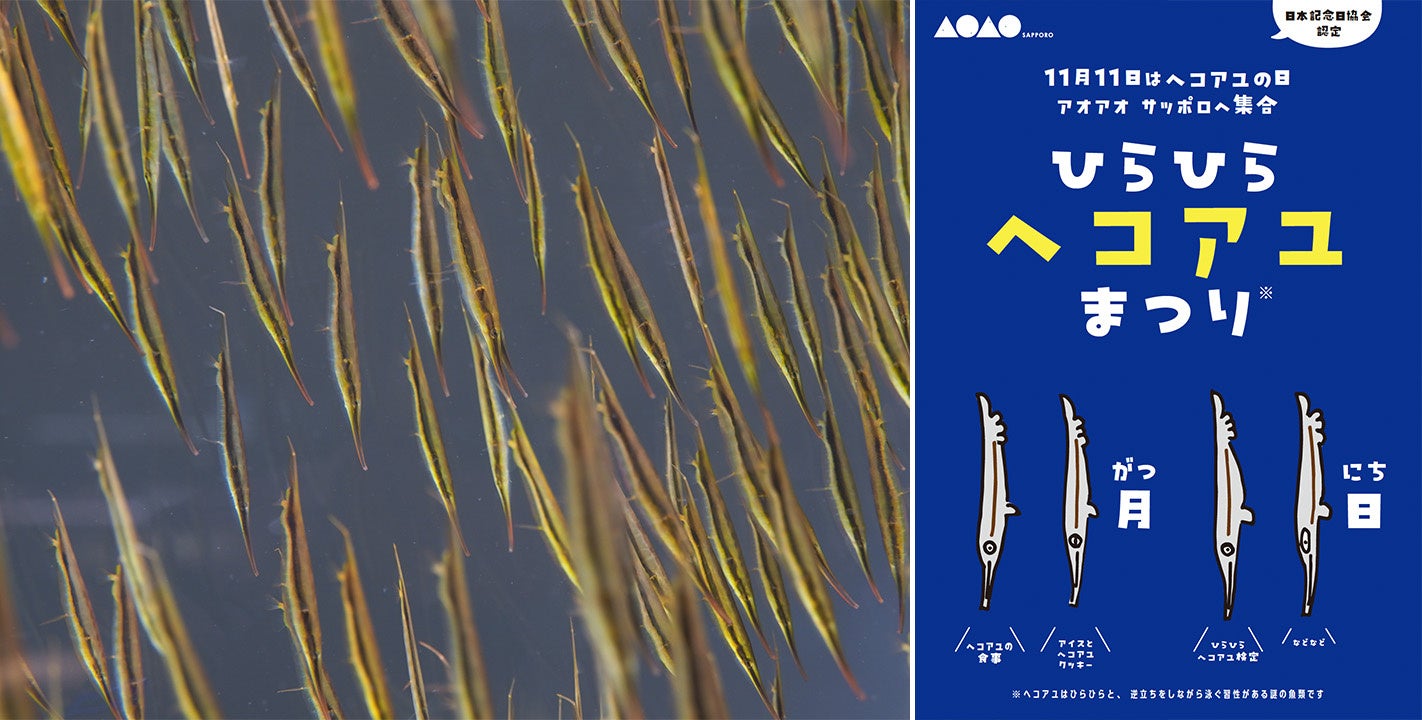【群れて泳ぐヘコアユ（左）と「ひらひら“ヘコアユ”まつり」（右）】