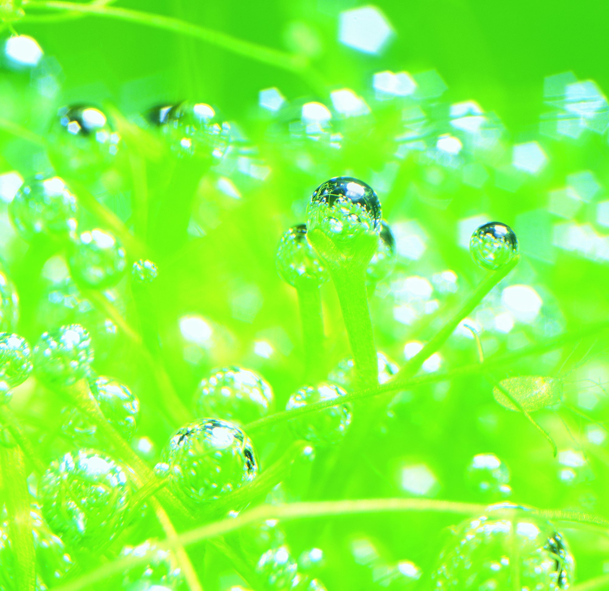 【水草が酸素を生み出す】※イメージ