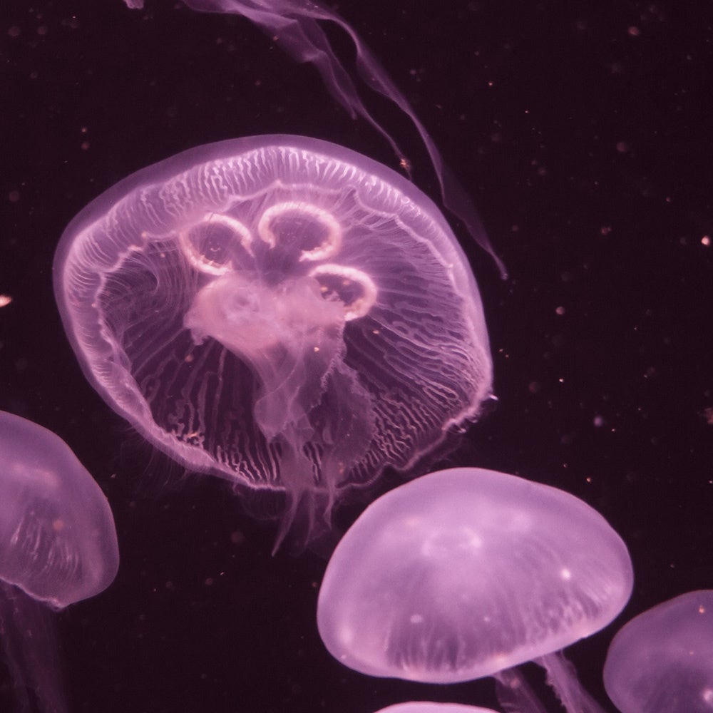 【桜色に染まる「ミズクラゲ」】