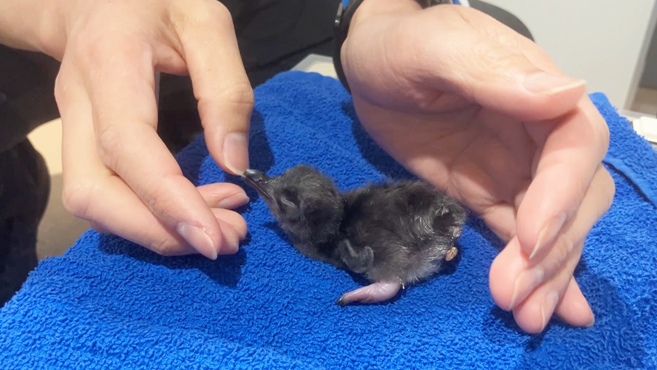 【2024年4月7日の「フェアリーペンギン」の雛 の様子】