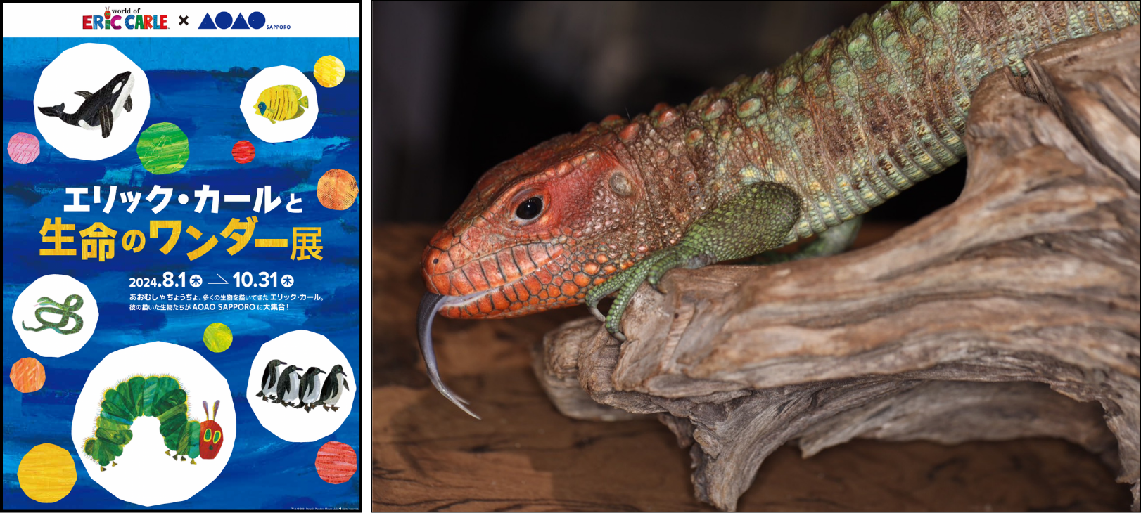 【（左）「エリック・カールと生命のワンダー展」キービジュアル（右）展示予定のガイアナカイマントカゲ】