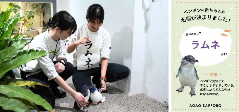 【（左）「ラムネ」を見守る担当スタッフ（右）愛称決定カード】