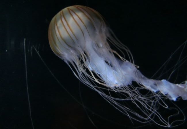 【アカクラゲ】