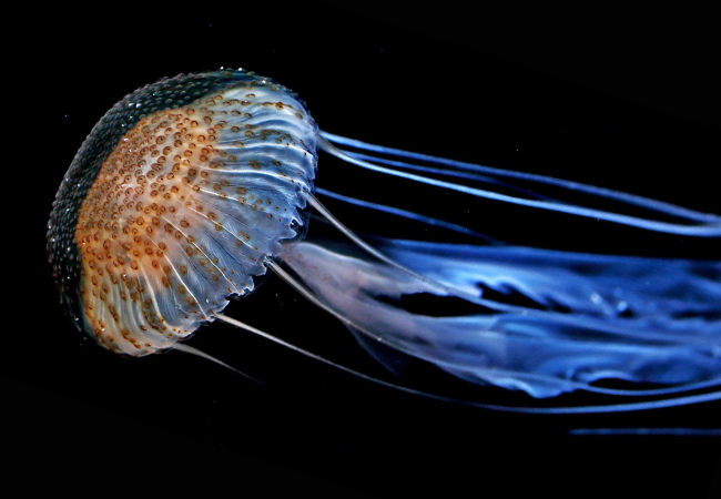 【アマクサクラゲ】