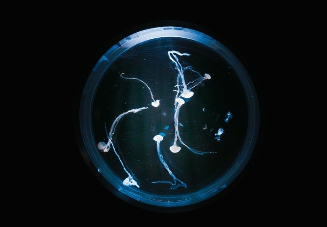 【月光をイメージした照明演出】