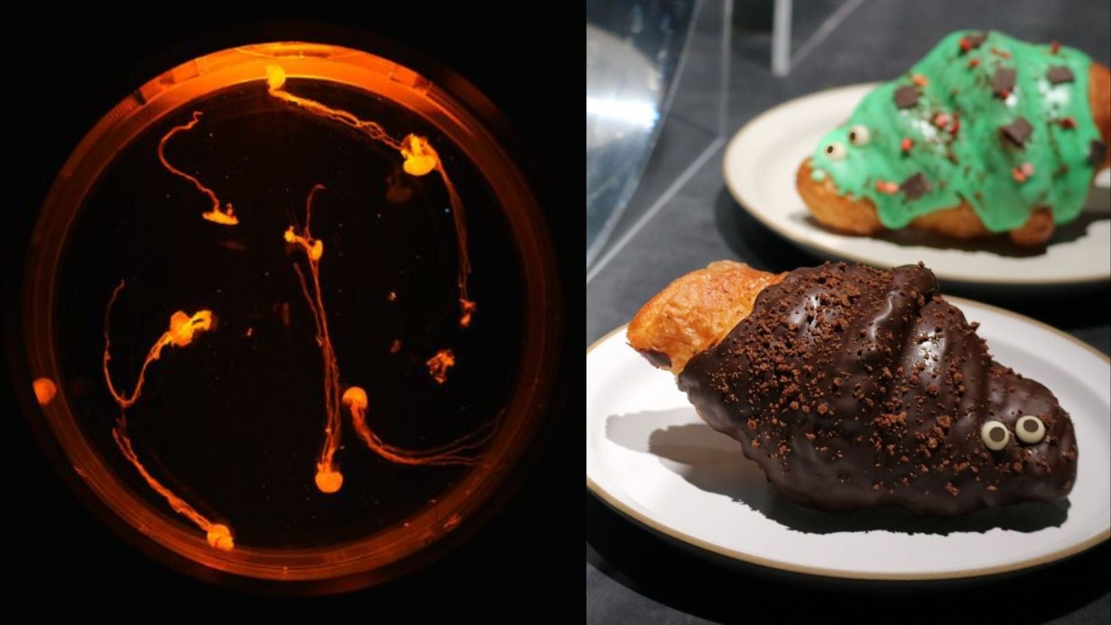 【（左）「クラゲのジャック・オー・ランタン」水槽（右）おばけに変身した「クロワッサン」 】