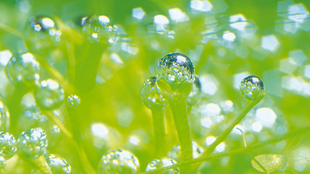 【水草が酸素を生み出す】 ※イメージ