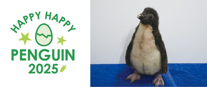 イワトビペンギン 本物剥製 イワトビペンギン 本物剥製