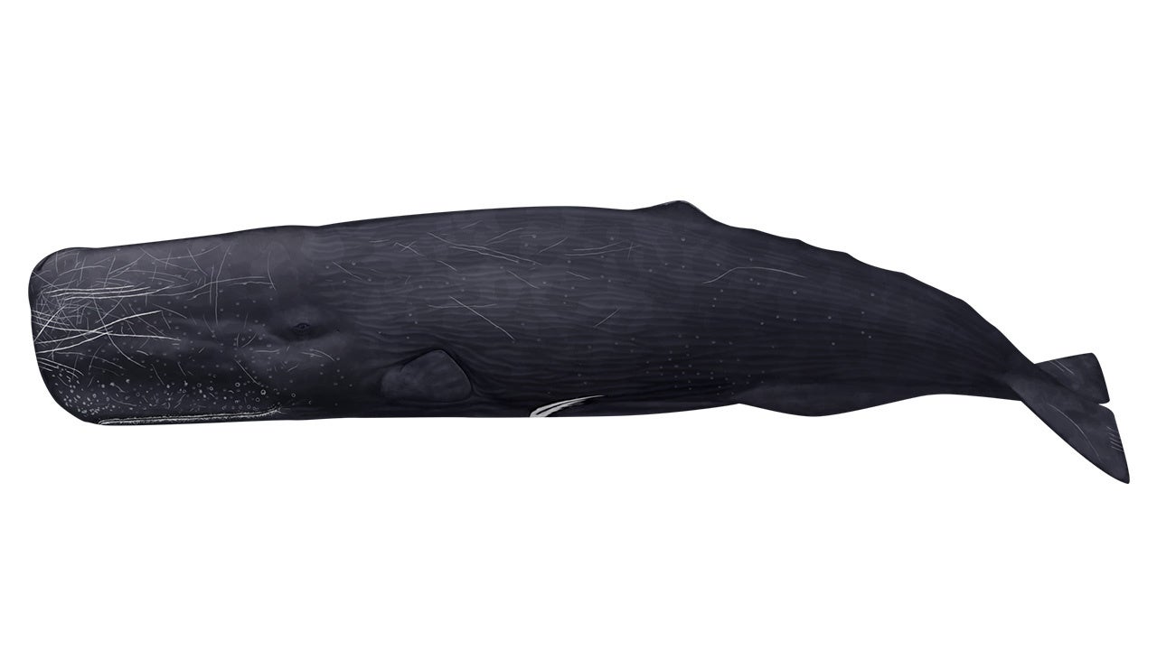 トビウオと鯨 鴨川シーワールド、空を飛ぶ魚として知られる「トビウオ」の展示