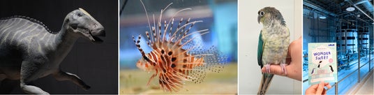 魚のヒレや恐竜から生物たちのワンダーに迫る3つの新展示!AOAO SAPPORO開業3周年!「アオアオサッポロ大進化」を開催 魚のヒレや恐竜から生物たちのワンダーに迫る3つの新展示!AOAO SAPPORO開業3周年!「アオアオサッポロ大進化」を開催