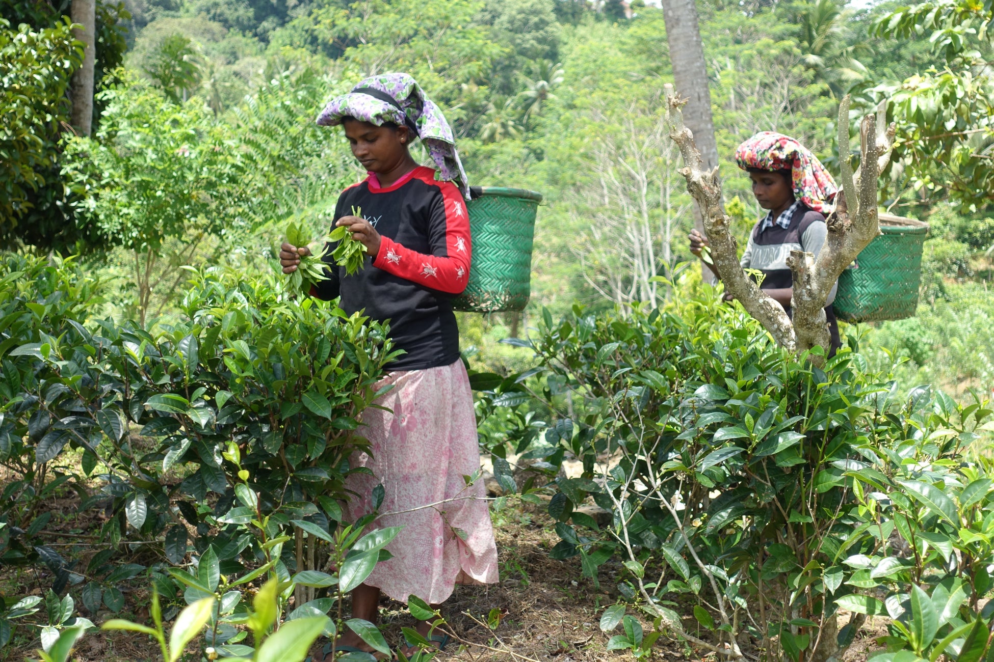 敷地内のオーガニック茶園で茶摘みをする女性