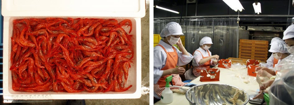 新潟県産甘海老　絞り巾着作業