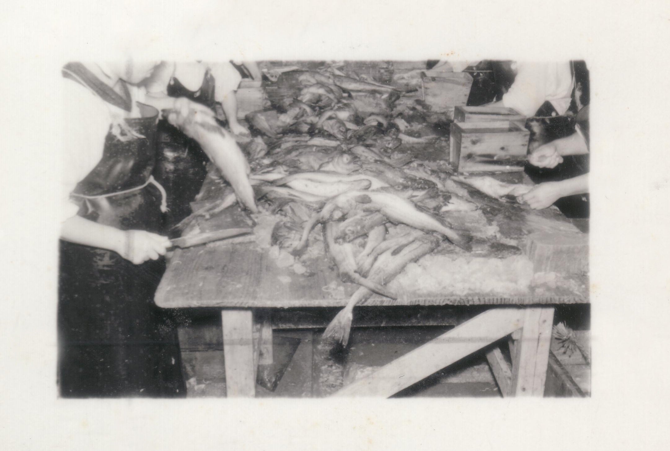 当時の原料魚を処理している様子