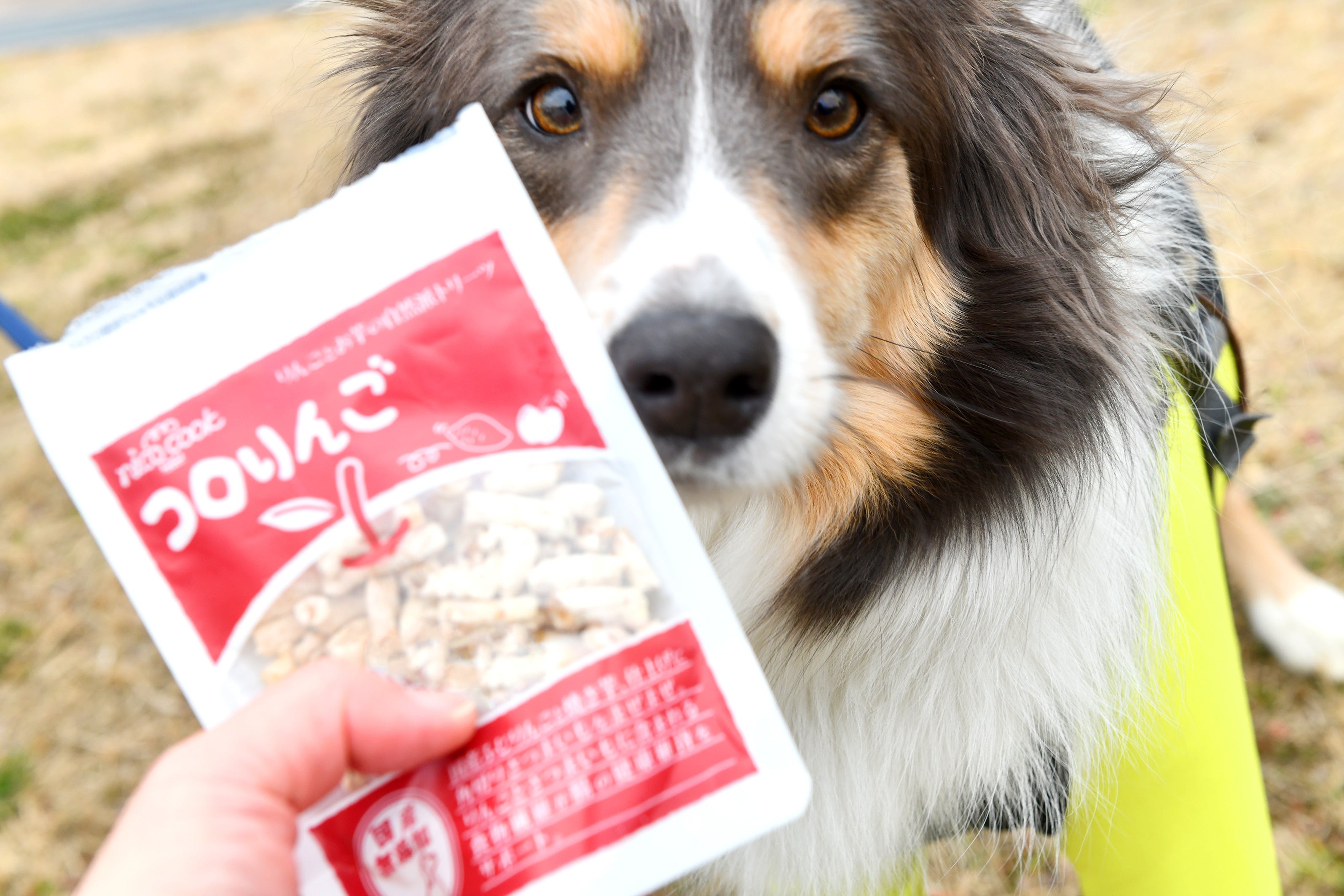 ボーダーコリーの凛ちゃん