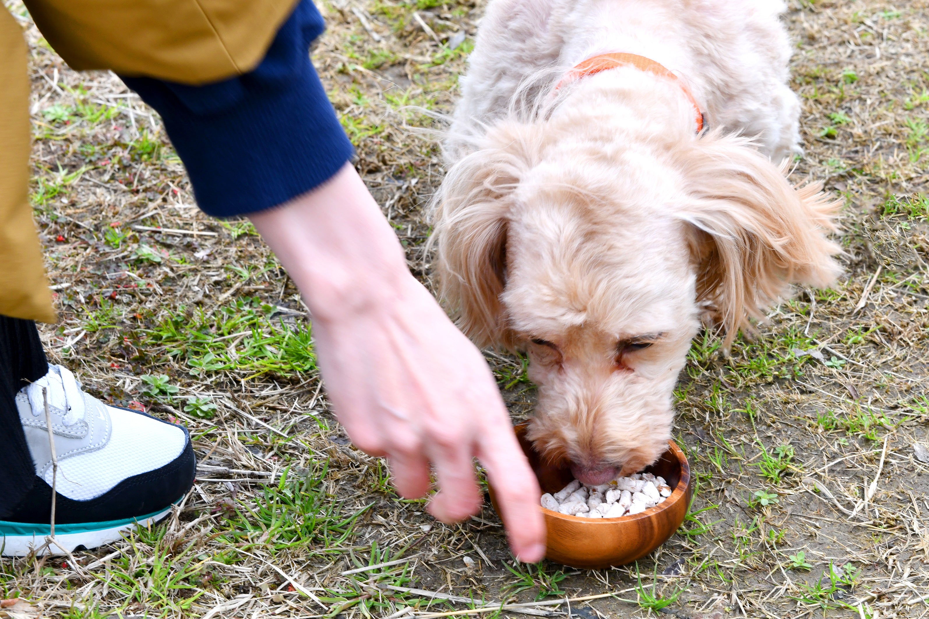 MIX犬のリリィちゃん