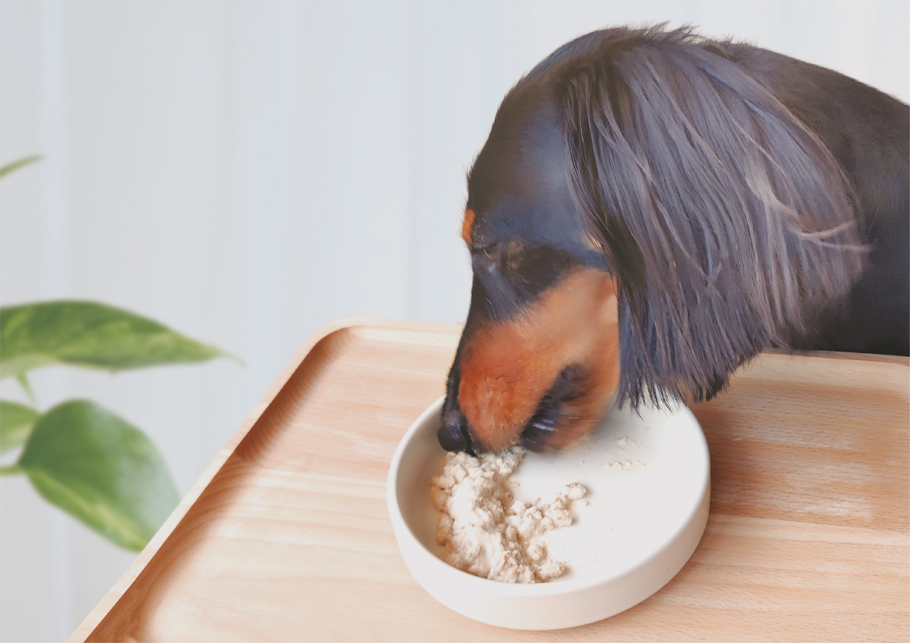 ミニチュアダックスのニコちゃん