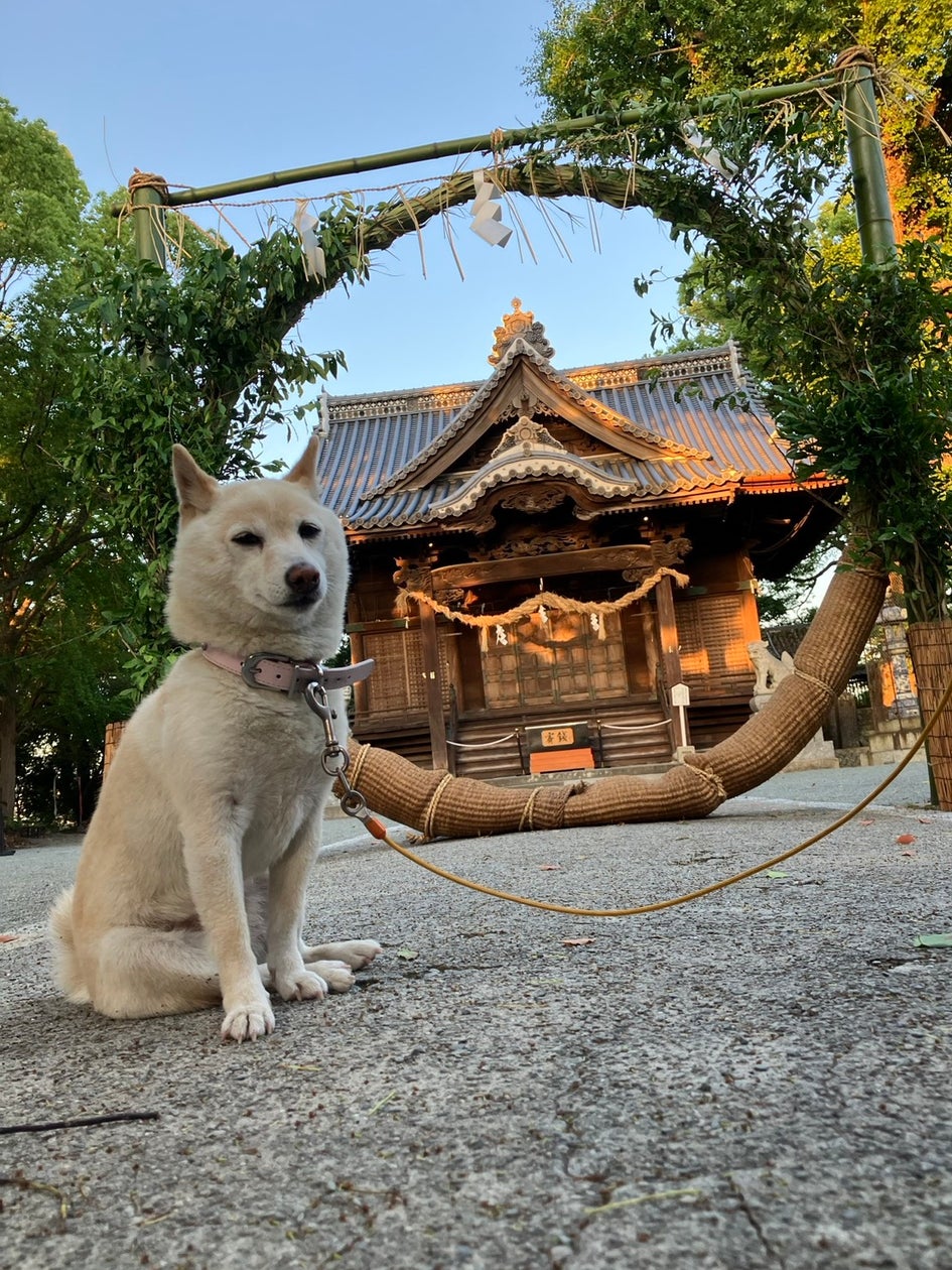 看板犬シロちゃんもお出迎え 八女茶の枝で作る『茶の輪くぐり』が福岡・八女で始まる
