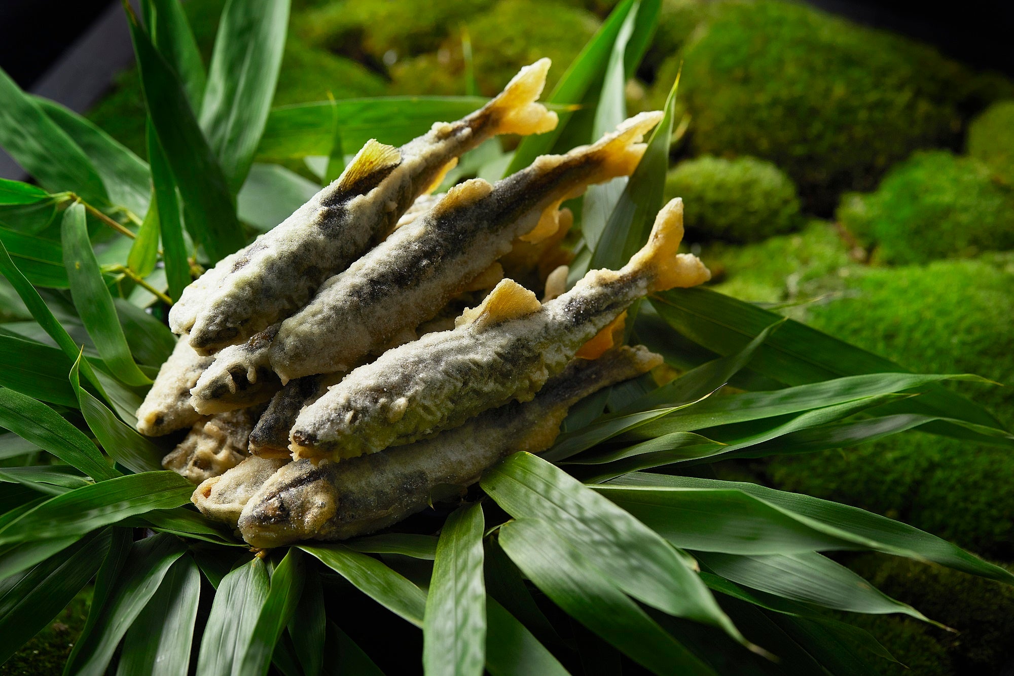 七十二候「腐草為蛍（くされたるくさほたるとなる）」をテーマとした一皿