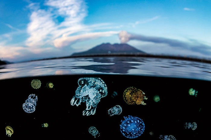 「タコクラゲの楽園 〜陸と海〜」 ⾼⾕英雄