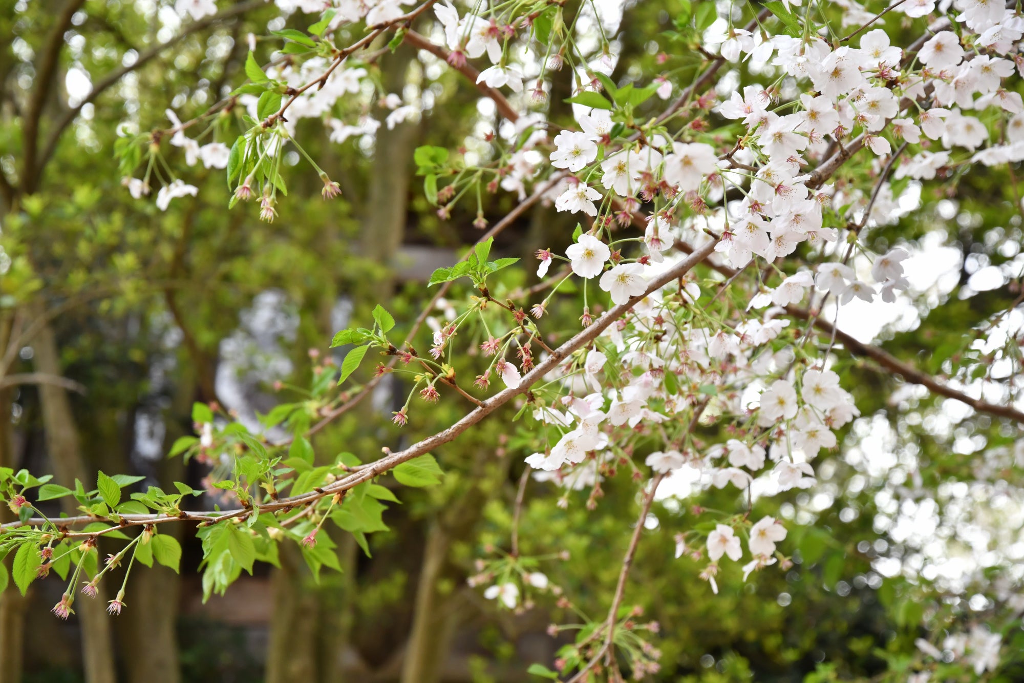 椿森コムナ場内に咲く桜