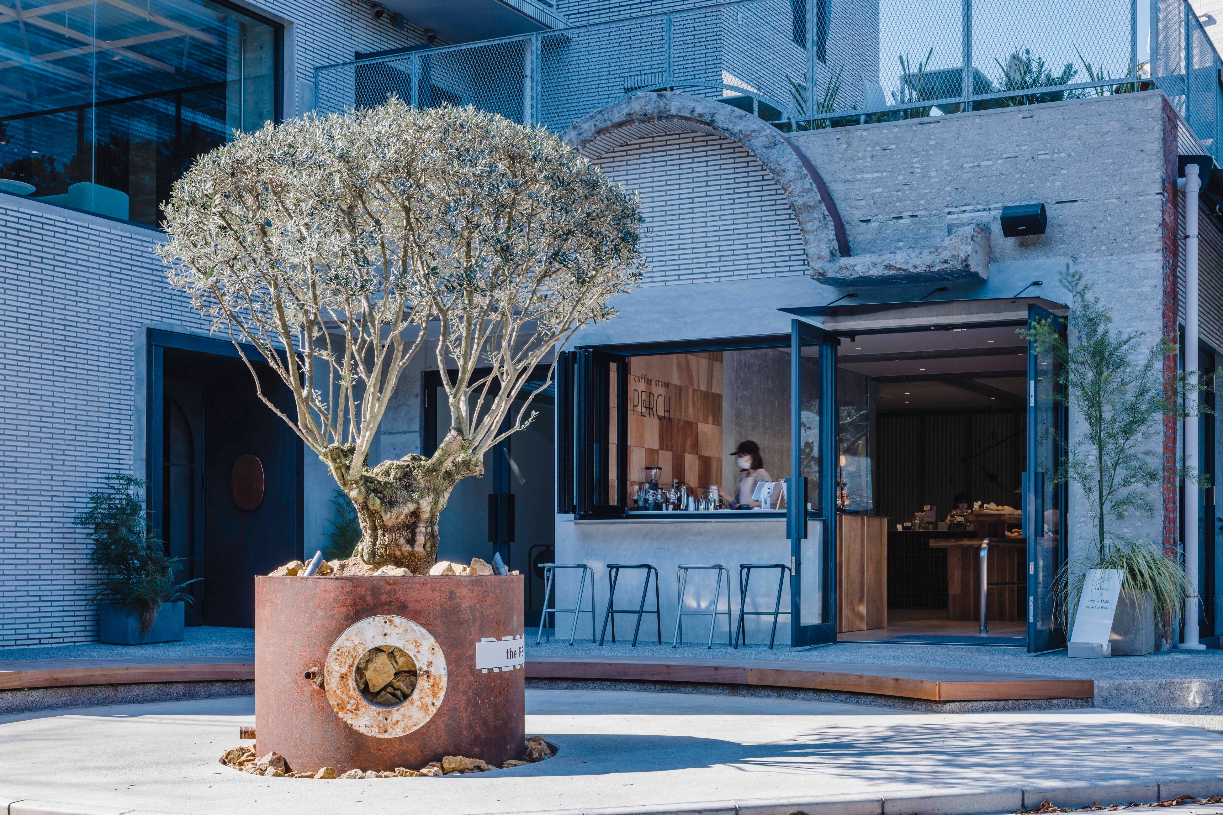 シンボルツリーである“樹齢300年のオリーブの木”