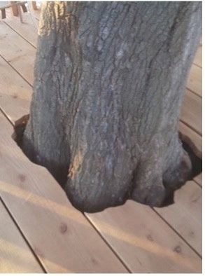 くり抜かれたウッドデッキの様子