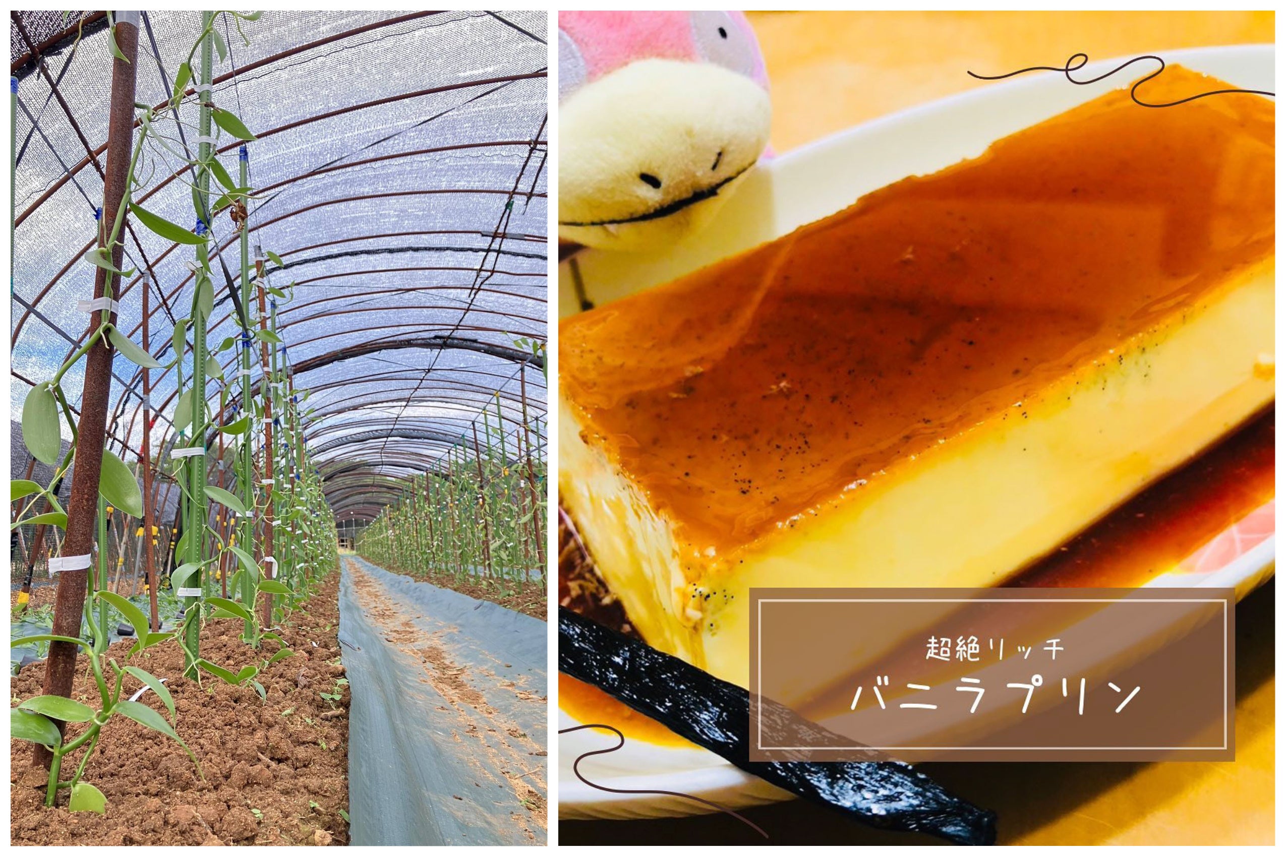 バニラビーンズの魅力や活用方法をお教えします！