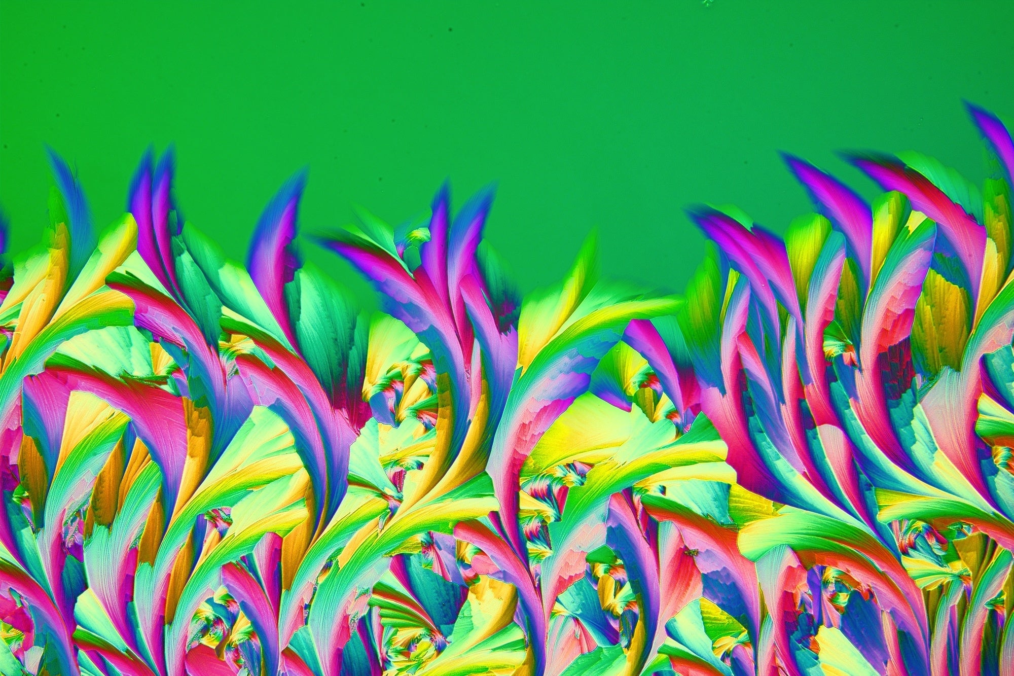 エビデント顕微鏡画像コンテスト「第4回イメージ・オブ・ザ・イヤー