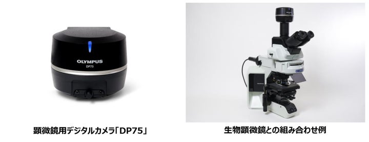 Dp75 Camera 顕微鏡用デジタルカメラ「DP75」を発売 | 株式会社エビデントのプレスリリース