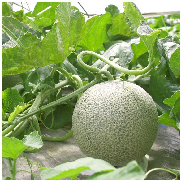 日本海沿岸の庄内砂丘で栽培された「庄内砂丘メロン」