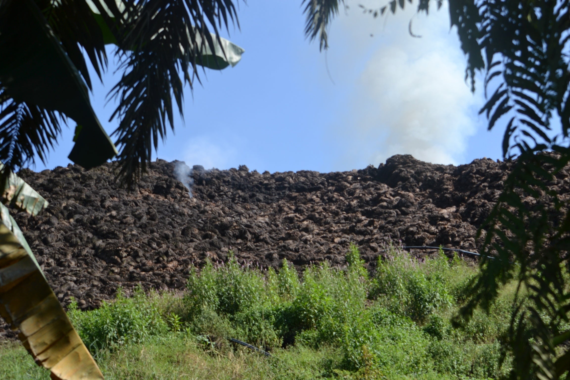 放置されたままのヤシカサ