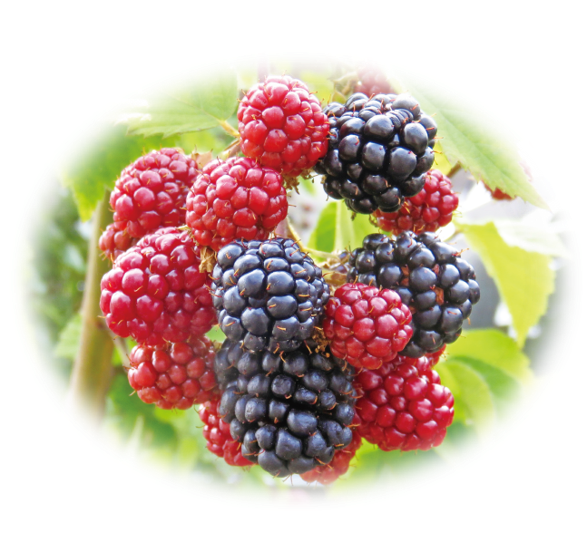 \新感覚グミ専門店「cororo(コロロ)」から春限定商品登場！／ cororo「アドベリー」2024年4月3日より発売 グルメプレス