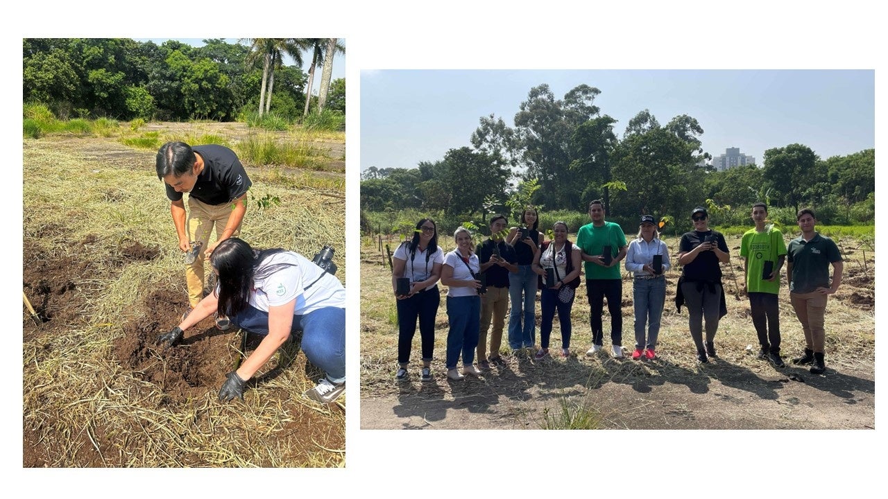 FGB社員も参加し、大西洋岸森林在来種の「パイネイラ」など 32種の苗木をIBDNスタッフと共に植樹しました。