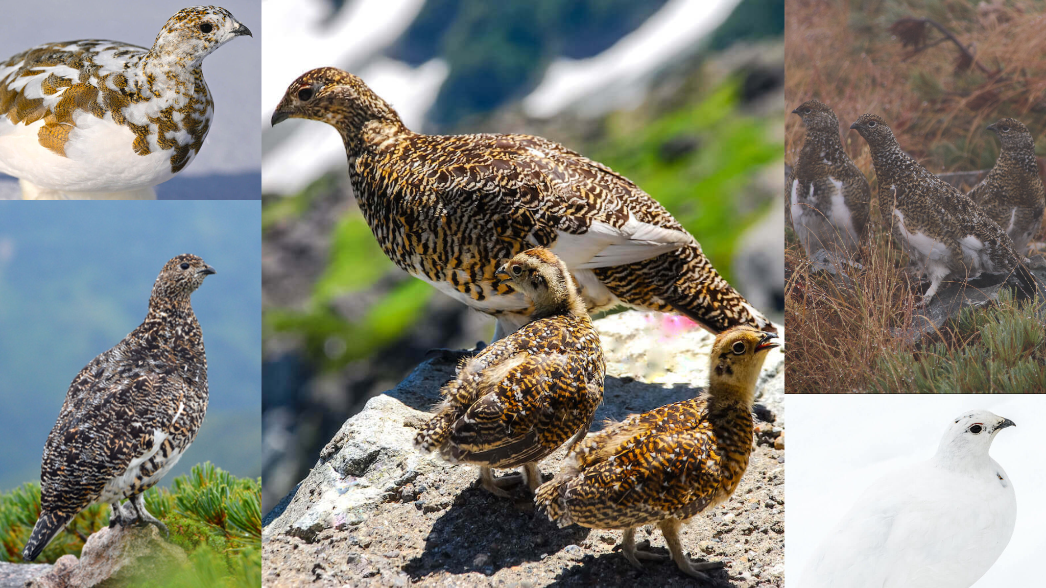 登山者の「スマホ投稿」で「ライチョウ」絶滅回避へ | 株式会社