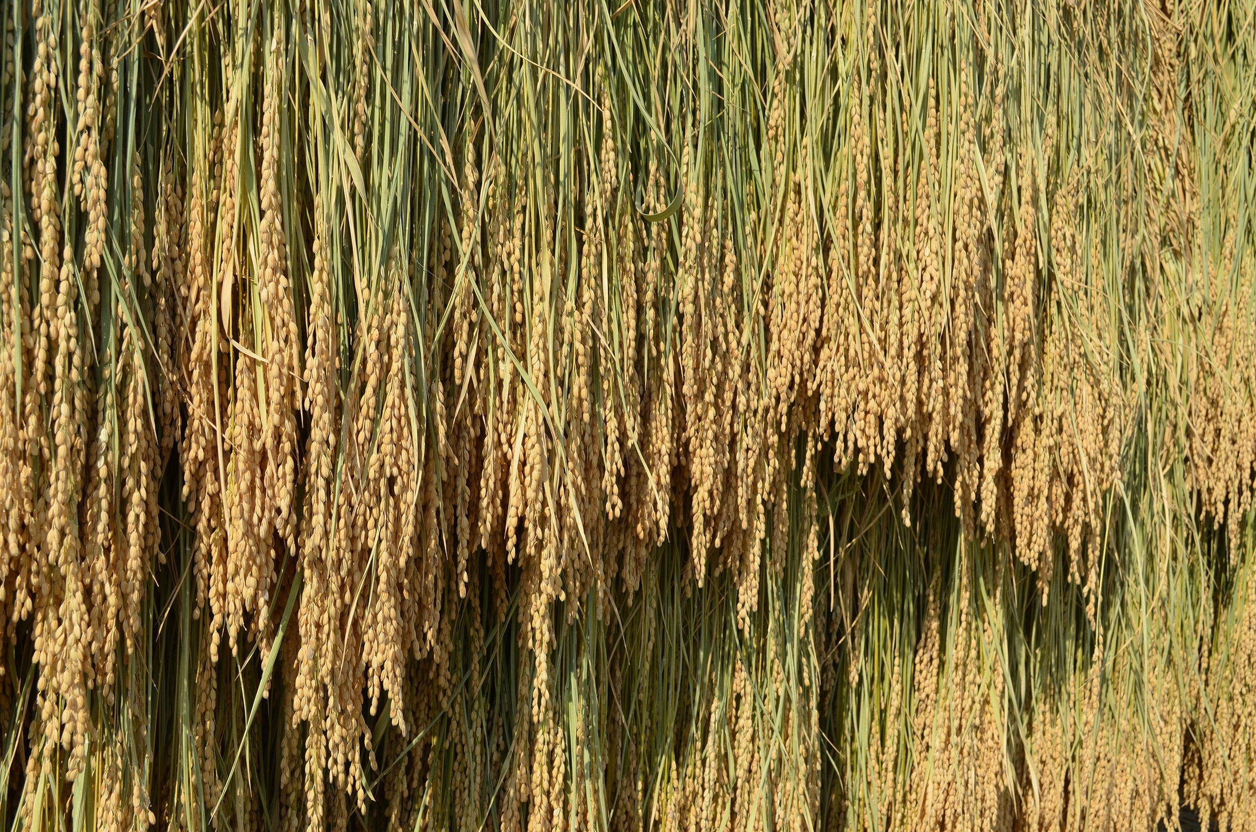 篤農家との専属栽培契約をすることによって、時間も手間もかかる為現在ではほぼ見ることのできなくなってきた稲木掛け、天日干しをした山田錦